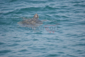 Olive Turtle (Orissa)