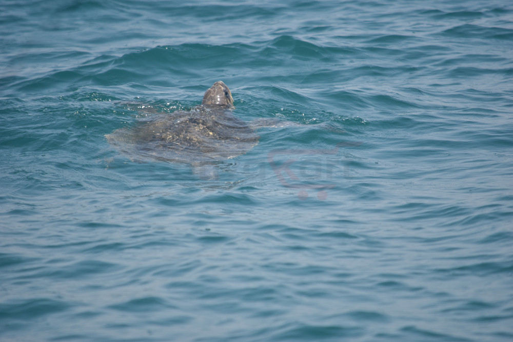 Olive Turtle (Orissa)