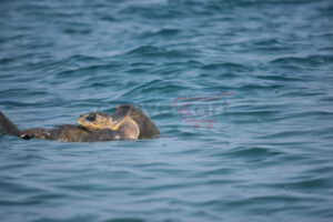 Olive Turtle Mating