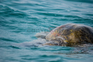 Olive Turtle (Testudines)