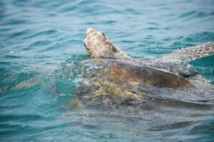 Olive Turtle in Odisha sea beach (India)